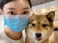 -柴务处·柴犬主题狗咖