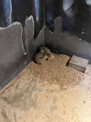 -酷嗒动物文化乐园(cutezoo西溪乐天城店)