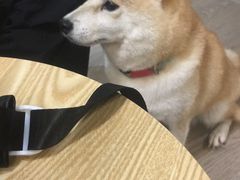 -柴迷FANS CLUB·柴犬狗咖·猫咖