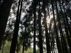 -玉苍山国家森林公园