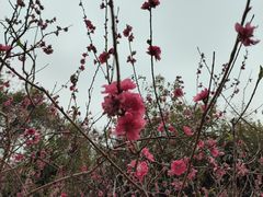 -南国桃园旅游度假区