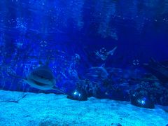 -成都浩海立方海洋公园