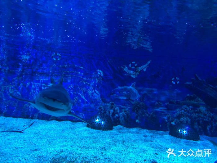 成都浩海立方海洋公园图片