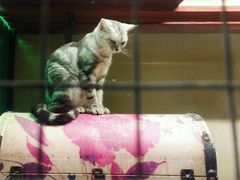 -猫咪博物馆(顶澳仔猫街店)