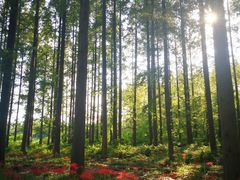 -黄海国家森林公园