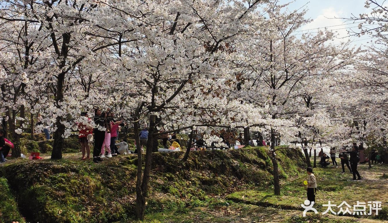 南川木凉白马樱花园