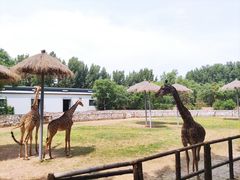 -北京野生动物园