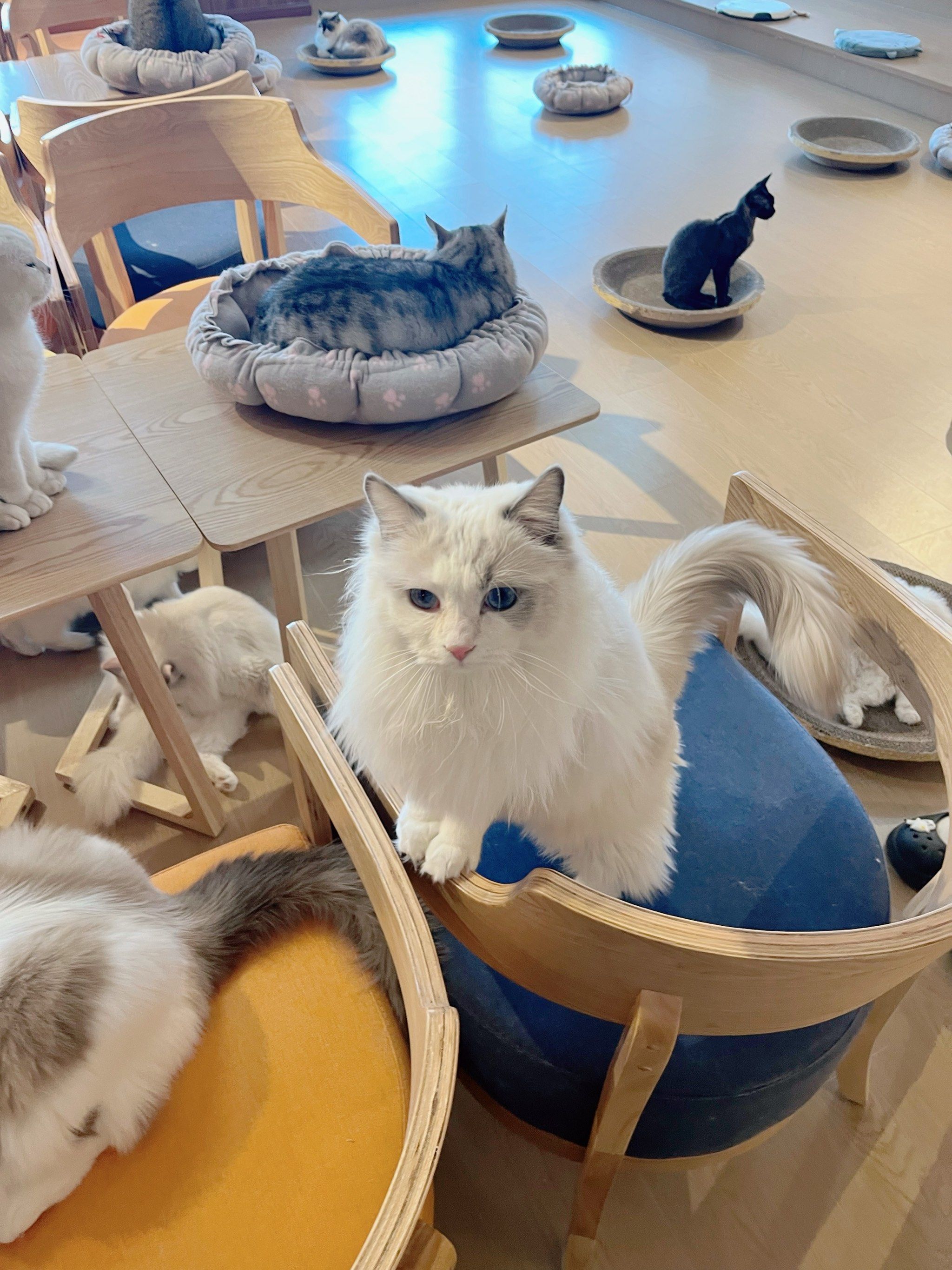 来中原万达猫咖馆撸猫了,软萌软萌的太可爱了,走不动了