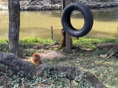 -深圳野生动物园