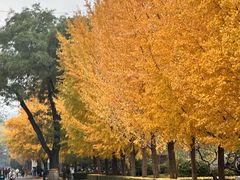 -Mesa Madre梅萨妈妈·Bintana(国贸店)