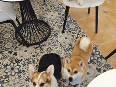 -Let's go狗咖·猫咖·奶狗·桌游(春熙路IFS店)