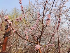 -桃花堤公园