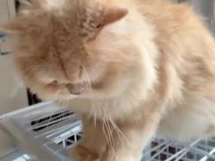 -猫十亿·布偶金渐层·曼基康矮脚猫舍(青年路店)