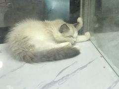 -小树照相馆·证件照(打浦桥店)