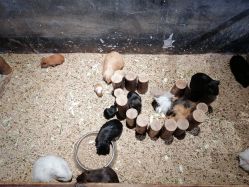 -酷嗒动物文化乐园(cutezoo西溪乐天城店)