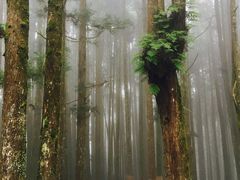 -阿里山神木遗迹