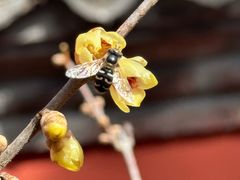 -国家植物园