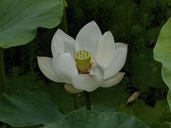 -四川大学(华西校区)