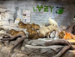 -Zoolung Zoolung动物主题公园(海信广场店)