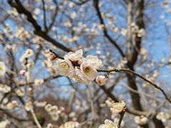 -梅花山(明孝陵内)