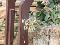 -中国科学院华南植物园