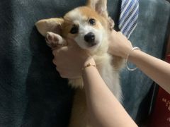 -瑞派康怡24h宠物医院·犬猫医疗中心·微创绝育(瑞景分院)