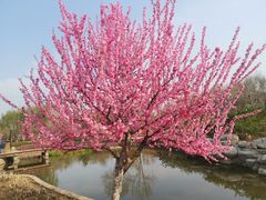 -燕郊植物园