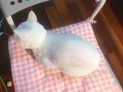 -PETKIT小佩宠物(古北店)