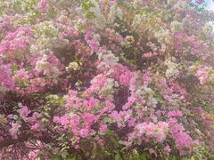 -深圳国际园林花卉博览园