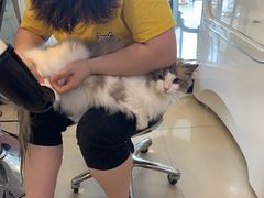-70cat德文卷毛猫·缅因猫纯种猫舍
