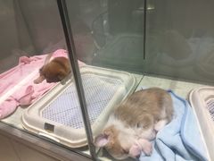 -momokira米努特·德文卷毛猫·棉花面纱犬