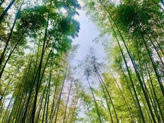 -大奇山国家森林公园