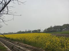 -西京湾花海