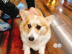 -豆柴町-柴犬主题狗咖(红鼎国际C座店)