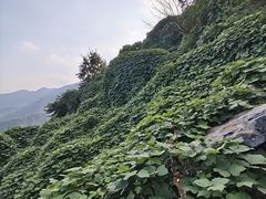 -北京鹫峰国家森林公园
