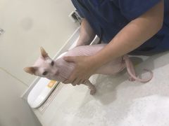 -佩兹宠物医院肿瘤专科·眼科·牙科(黄浦店)
