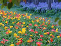 -上海共青森林公园