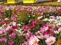 -径山花海