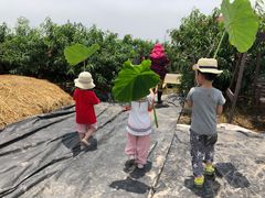 -樂桃源奉贤黄桃种植采摘基地