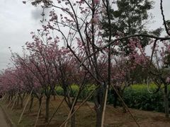 -天适樱花悠乐园