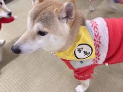 -逗柴咖啡屋·狗咖猫咖宠物桌游