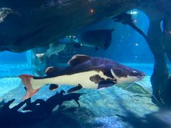 -华夏文旅海洋公园