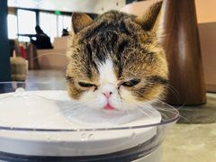 -瞄一喵猫咖(格力海岸店)