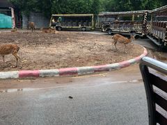 -清迈夜间动物园