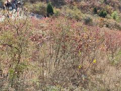 -狼牙山风景区