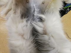 -芭比堂宠物医院·全科爱猫医院·仁德分院