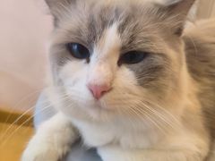 -猫咪派对(江南西店)