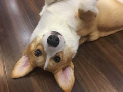 -柯斗斗主题餐厅·狗咖·围炉煮茶·茶饮(国瑞升平里店)