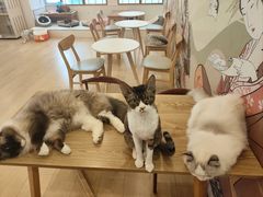 -Let's go狗咖·猫咖·奶狗·桌游(春熙路IFS店)
