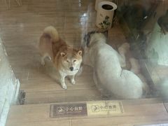 -李小姐の猫咖啡馆(五角场店)